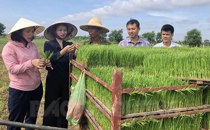 Area of machine-transplanted rice seedlings rises by over 2%